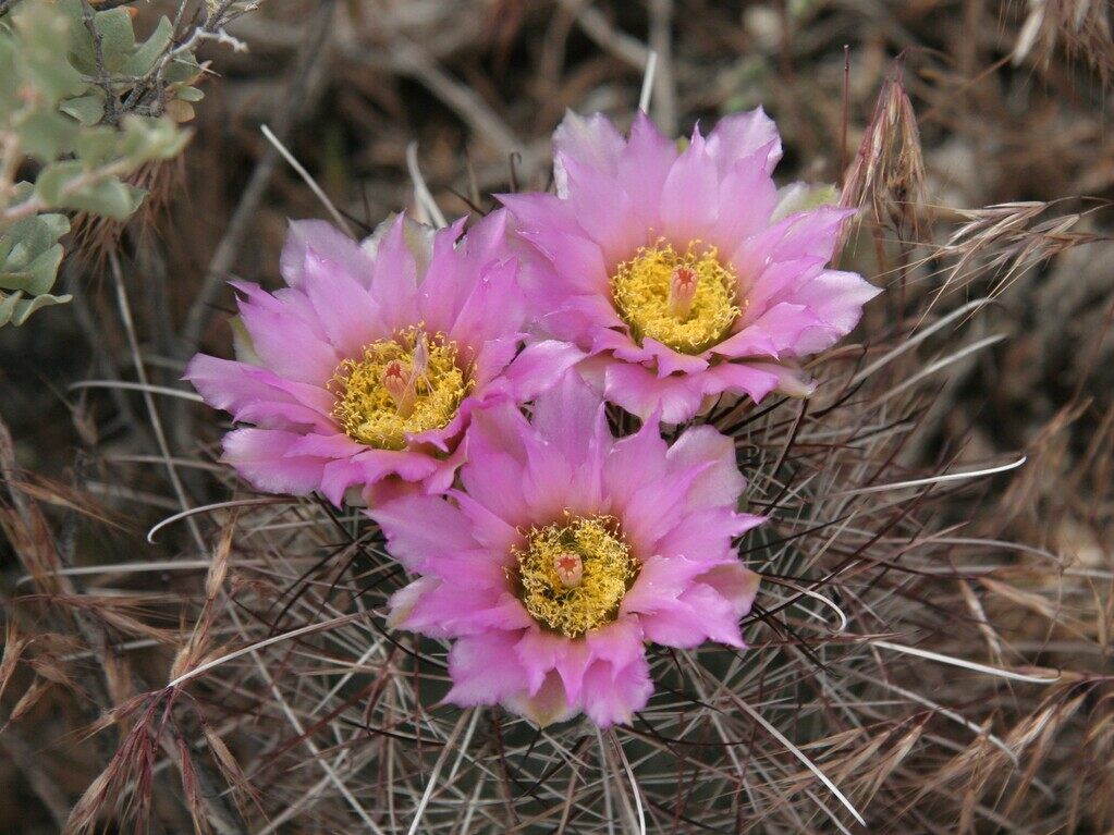 S parviflorus