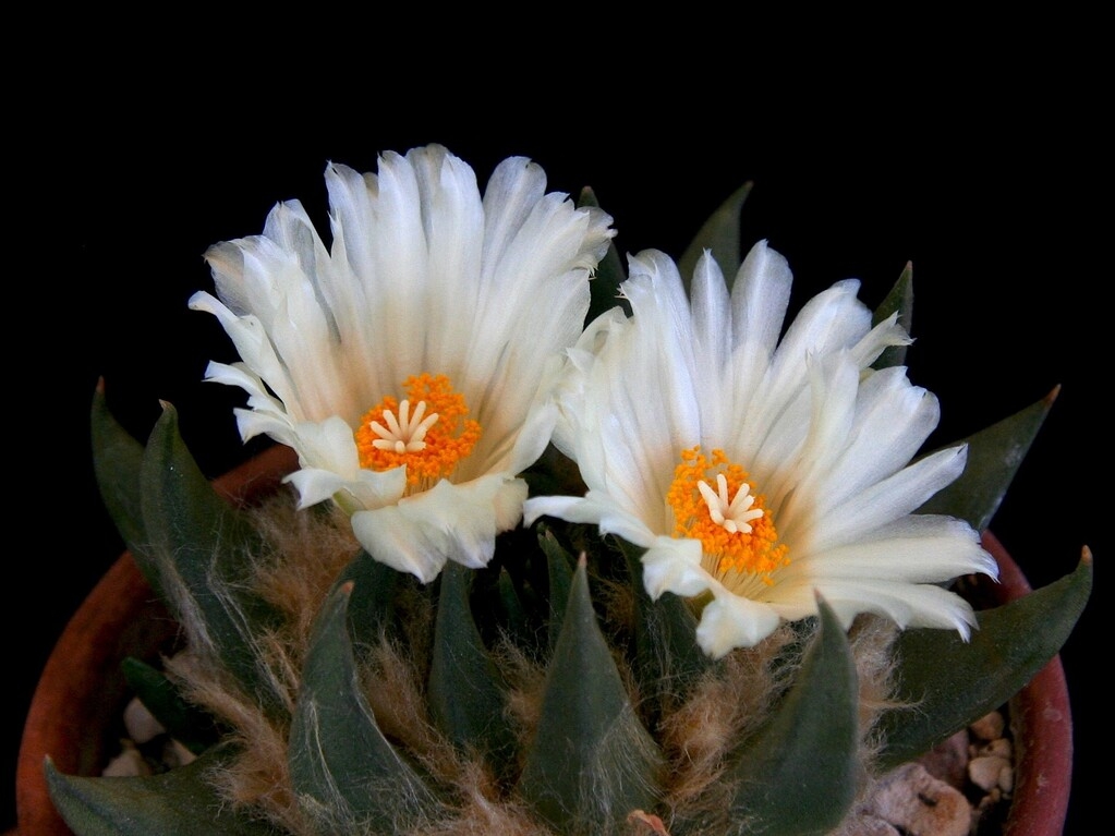 Trigonus-IMG_7167