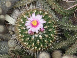 Cactus snakes
